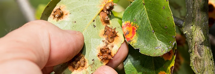 Hand hält krankes, braunes Blatt